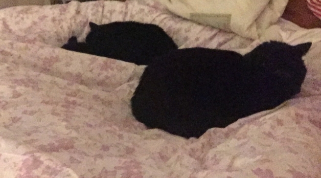 Cats black sleepy sleep duvet blanket sofa
